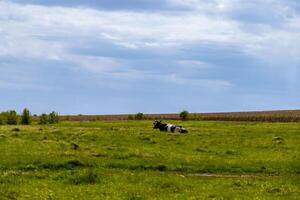 A cow laying down in a field with a cloudy sky photo