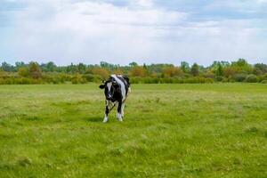 A cow is walking in a field with trees in the background photo