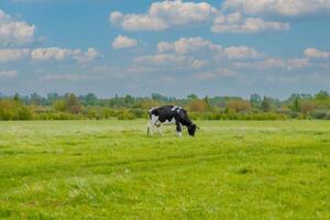A cow grazing in a field with a blue sky photo