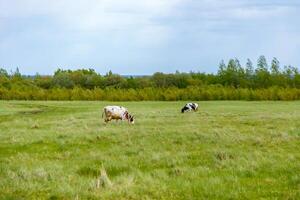 Two cows grazing in a field with trees in the background photo