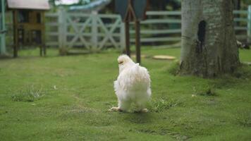 A white chicken walking on the grass in front of a tree video