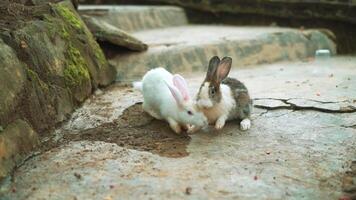 Two rabbits are playing together in a zoo video