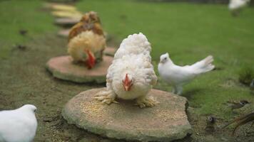 A flock of chickens walking on a path video