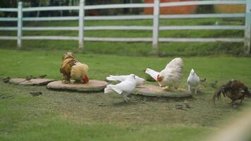 A group of chickens and a rooster standing on a dirt patch video