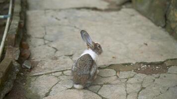A rabbit sitting on a stone path video