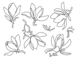 Stylized Magnolia Blossoms in Simple Lines, hand drawing vector