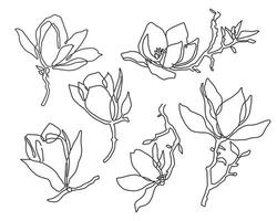 Magnolia flowers drawing and sketch with line art on white backgrounds. vector