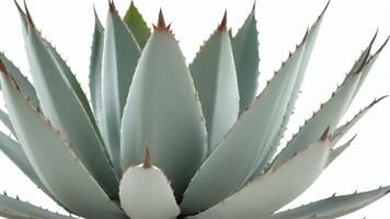 Close-up of a bluish-green agave plant with sharp, pointed leaves against a white background. photo