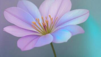 Close-up of a delicate, pastel purple flower with soft, blurred background. photo