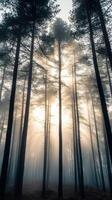 A forest with trees and sun shining through photo