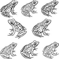 Set of Intricate Black and White Frog Illustrations vector