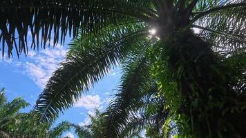 Upward View of Towering Palm Oil Trees in a Dense Plantation with Lush Green Foliage video