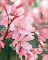 Beautiful apple tree branch at sunlight, spring blooming pink red flowers on blurred bokeh background, Aesthetic nature scenic photo, close up fresh blooms at springtime, seasonal flowering photo