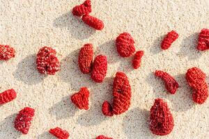 Red Coral Pieces on Sandy Beach. Top view Vivid corals with sun shadows as Minimal pattern at sunlight on fine sand on shore ocean. Aesthetics still life composition. Summer vacation concept. photo