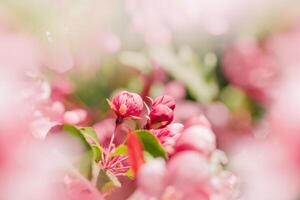 Blossoming Pink Apple Tree in Springtime, vibrant close-up texture of apple blossoms in full bloom, beautiful aesthetic flowers on tree, Delicate blooms in soft pink hues, soft focus photo