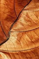 Autumn Dry leaf closeup at sunlight, macro trend, brown leaf as nature background. Fall aesthetic backdrop with natural veins texture of foliage, warm monochrome autumnal color, low depth of field photo