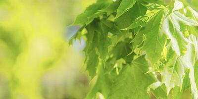 Young Green Maple Leaves at Sunlight, green monochrome colored spring natural pattern, outdoors nature minimal scenery, new leaf growth, textured spring foliage, blurred backgrond banner with bokeh photo