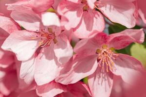 Pink apple tree flowers at sunlight, spring blossoming red blooms on blurred bokeh background, Beauty nature scenery in garden, delicate petals of blooms on branches photo