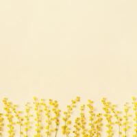 Spring mimosa flowers, fresh branches with yellow blooms, aesthetic floral nature background, monochrome photo, Springtime holidays concept, pastel vibrant color. Top view festive backdrop, copy space photo