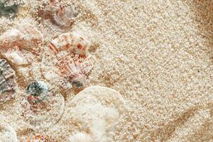 Collection of seashells on fine sand, minimal nature pattern at soft sunlight, natural oceanic and summer textures, beach mood and sea style background, summer relaxation, harmony photo