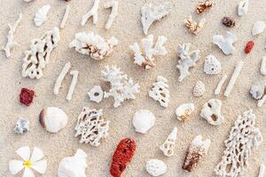 Seashells and corals on sand beach. Trend minimal pattern at sunlight. Summer vacation concept. Nautical design. Modern flat lay aesthetics still life composition. Top view, pastel colors photo