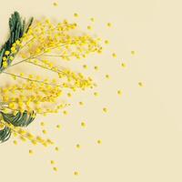 Yellow Mimosa Flowers on Soft Pastel Background, monochrome flowery composition with empty space. Fluffy flower top view, minimal trend Spring blossoms still life, top view holiday day fon photo