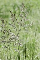 Delicate wild grasses swaying at sunlight, green meadow or field. Soft natural bokeh in background, minimal aesthetic nature landscape. Beauty of nature green monochrome photography, pastel tones photo