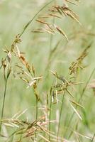 Wild grasses swaying at sunlight, green beige meadow or field, texture of summer grass. Soft natural bokeh in background, minimal aesthetic nature landscape. Beauty of nature, earthy color scene photo