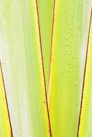 Yellow green banana palm leaf with Raindrops, textured leaves summer tropical plant as natural background. Aesthetic botanical biophilic texture, wild nature foliage scenery, soft focus, closeup photo