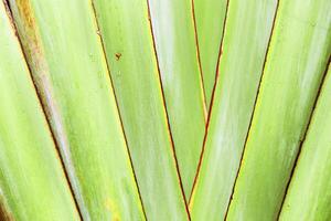 Vibrant Banana Leaf Detail with Raindrops, Close-up of fresh yellow green palm leaf with water droplets and visible textures, minimal natural geometric pattern as nature background photo