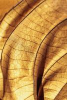 Autumn Dried leaf close-up with natural veins pattern, brown leaf as nature background. Trend botanical design backdrop, environment pattern, fall seasonal still life macro trend, soft focus photo