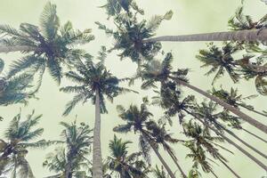 Tropical Palm Canopy as Nature pattern, Coconut Palm trees view from below with soft sky background, green monochrome color, minimal nature background, toned image, summer time, natural light photo