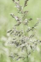 Close up view of green wild grasses growing in meadow at sunlight. Natural, warm, serene atmosphere. Natural beauty landscape, Minimal natural textured pattern of summer grass, blur background photo