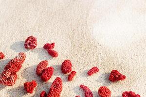 Natural Red Corals Composition on beach sand background. Minimal photo of variety shapes coral pieces on sandy coastal sea. Creative top view photo pattern at sunlight. Tranquil, harmony scene