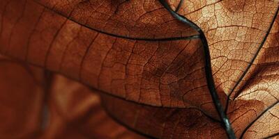 Autumn Dried leaf close up with natural veins pattern as banner, brown leaf as organic nature background. Trend botanical design, fall seasonal still life dark warm autumnal color, soft focus photo