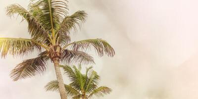 Tropical Palms with Vintage Filter Effect, Coconut Palm trees view from below with light colored toned sky background, aesthetic nature atmospheric landscape, warm tones, banner with empty space photo