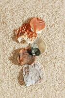 Colored Shells summer pattern on sandy beach, aesthetic nature still life, organic shapes, beauty nature background. Closeup seashells at Soft lighting, warm tones create natural, beachy mood photo