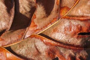 Autumn Dried leaf closeup at sunlight, macro trend, bright leaf as nature background. Fall aesthetic backdrop with natural veins texture of foliage, warm monochrome autumnal color, low depth of field photo