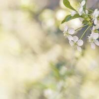 White apple flowers on nature blur bokeh background with copy space, springtime scenery with blooming branch tree close up, earth tones, minimal style flowery backdrop photo with natural light