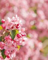 Pink apple tree flowers at sunlight, spring blooming red blooms on blurred bokeh background, Beauty nature scenery in garden, delicate petals of blooms on branches outdoor, vivid pastel color photo