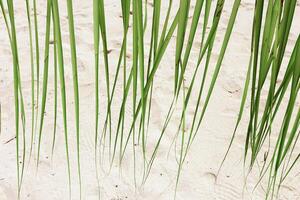 Palm leaves on Beach and Sand Dunes. Tall beach grasses casting slender shadows on sand dunes. White fine sand and palm leaf on sea coastal at sunlight, summer sunny day rest lifestyle photo