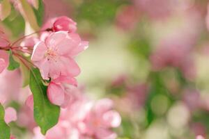 Blooming branch of Apple Tree in Spring, Pink flowers with tender petal close-up on soft-focus blurred background, copy space gentle beauty of sping season flowers, macro nature photo