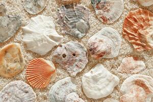 Collection of seashells scattered on fine sand, minimal nature pattern at sunlight, natural oceanic and summer textures, beach mood and sea style background, summer relaxation, harmony photo
