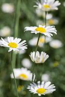 Flowering White wildflowers daisy with soft blurred green leaves background, summer sunlight and bokeh effect. Beautiful flower chamomile close up on field, floral botanical aesthetics nature photo