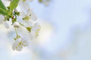 White apple flowers on nature blurred blue sky background with copy space, springtime scenery with blooming branch close up, minimal style flowery backdrop banner with natural sunlight photo