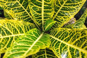 Top view Patterned Yellow Green Croton Leaf with water droplets after rain, Croton leaves with bright vibrant yellow-green variegation. Nature foliage botanical pattern, natural texture as background photo