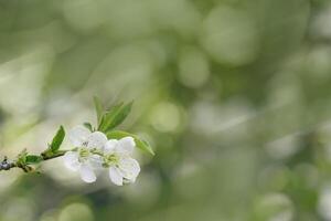 Apple blossom over nature blurred background, beautiful spring white flowers, copyspace, delicate blooms on branch outdoors, soft focus, pale green colored monochrome photo, aesthetic minimal nature photo