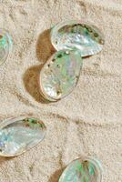 Seashells abalone on Sandy background, shell with iridescent pearlescent surface on sand, minimal and peaceful beach-inspired composition under soft light, beauty nature and sea holiday photo