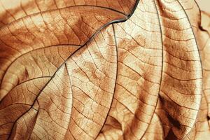 Autumn Dried leaf close up with natural veins pattern, brown leaf as nature background. Trend botanical design backdrop, environment pattern, fall season still life macro trend, soft focus photo