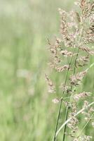 Delicate wild grass swaying in sunlit green meadow. Soft natural bokeh in background, tranquil and lightness nature scene. Texture of grass blades and seed heads creating dreamy, minimal aesthetic photo